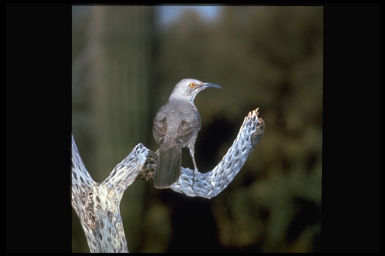 Image of Curve-billed Thrasher