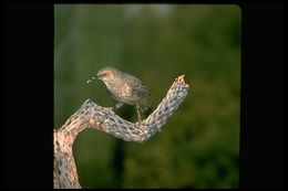 Image of Curve-billed Thrasher