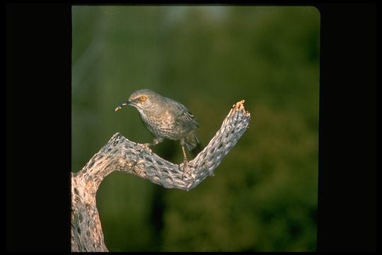 صورة Toxostoma curvirostre (Swainson 1827)