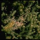 Image of Le Conte's Thrasher