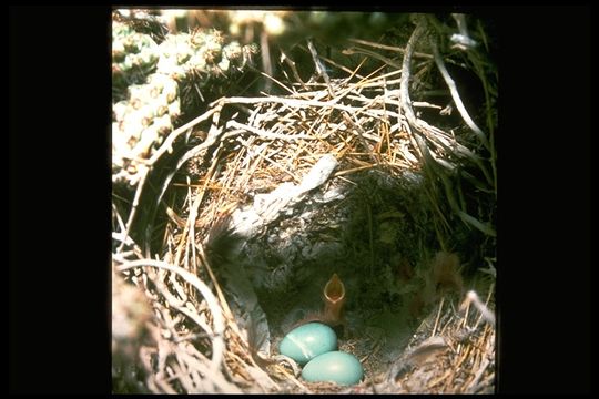 Image of Le Conte's Thrasher