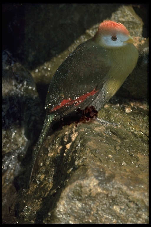 Image of Red-crested Turaco