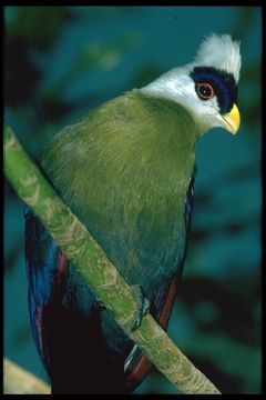 Image of White-crested Turaco