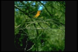 Image of Hooded Oriole