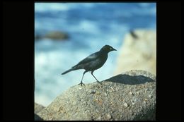 Image of Brewer's Blackbird