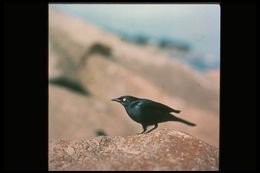 Image of Brewer's Blackbird