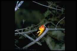 Image of Western Tanager