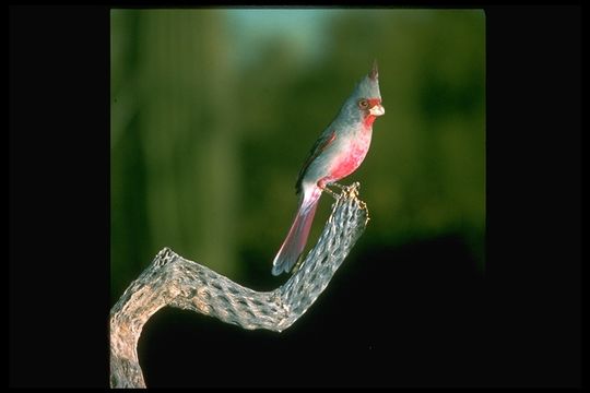 Image of Pyrrhuloxia