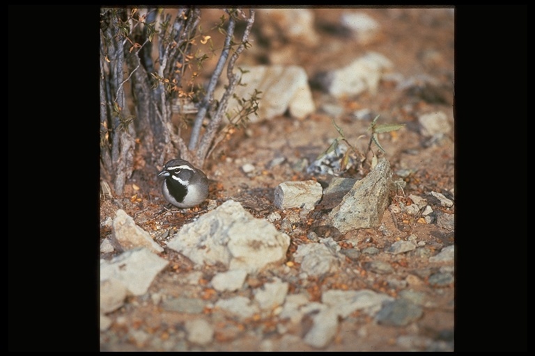 Image of Black-throated Sparrow