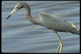 Image of Little Blue Heron