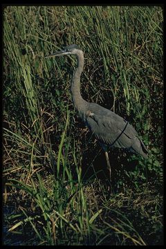 Image of Tricolored Heron