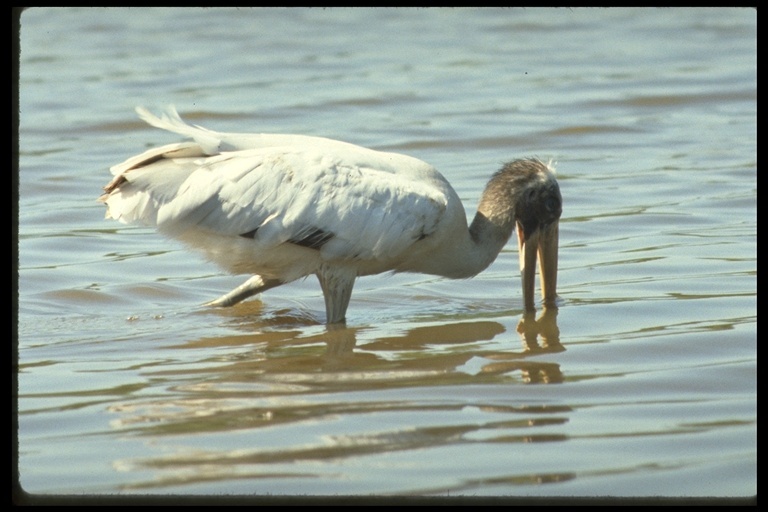 Image of Wood Stork