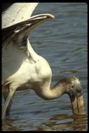 Image of Wood Stork