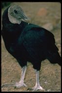 Image of American Black Vulture