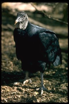 Image of American Black Vulture