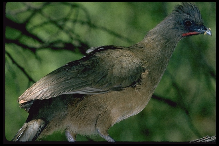 Image of Plain Chachalaca