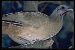 Image of Plain Chachalaca