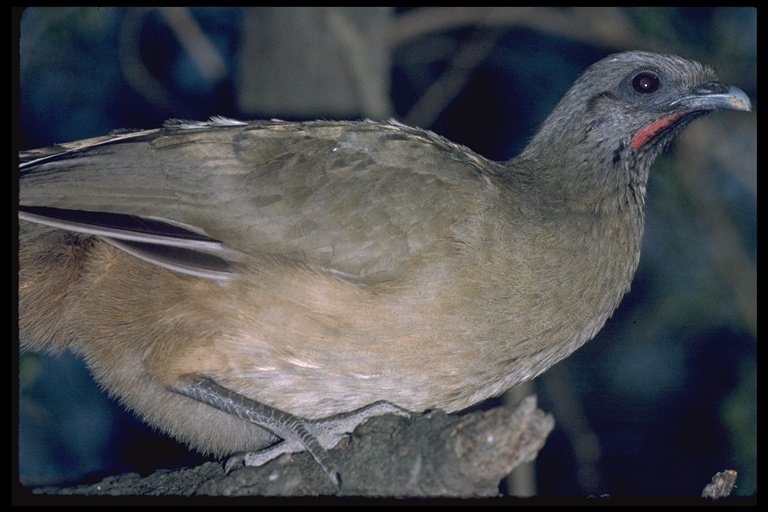 Image of Plain Chachalaca