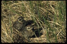 Image of Willow Grouse and Red Grouse