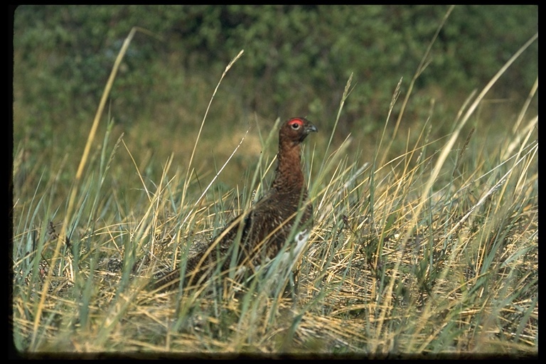 Image of Willow Grouse and Red Grouse