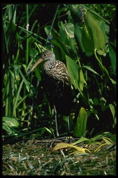 Image of Limpkin