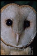 Image of Barn Owl