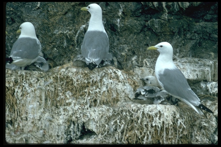 Image of Black-legged Kittiwake