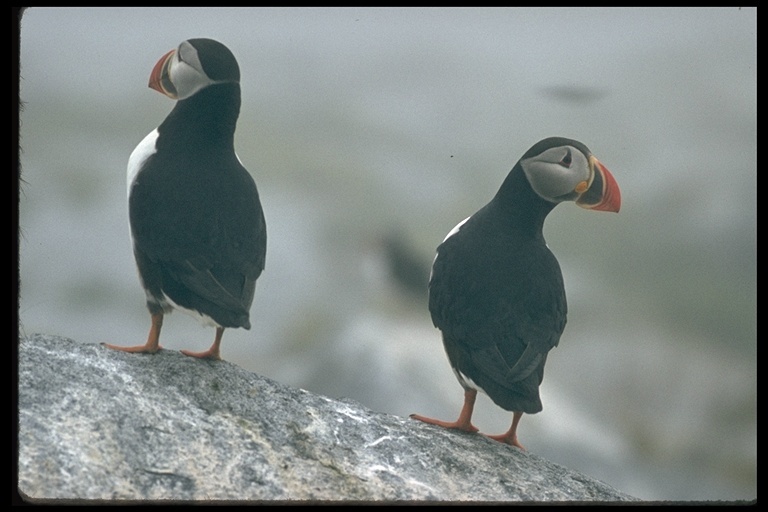 Image of Atlantic Puffin