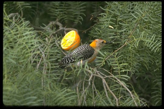 Image of Golden-fronted Woodpecker