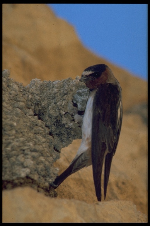 Image of American Cliff Swallow