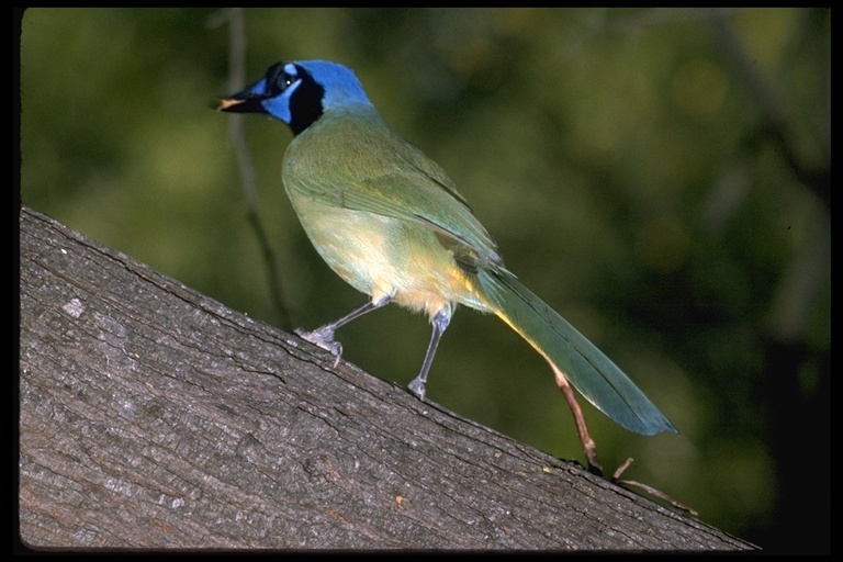 Image of Green Jay