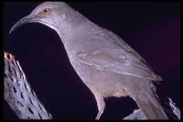 Image of Curve-billed Thrasher