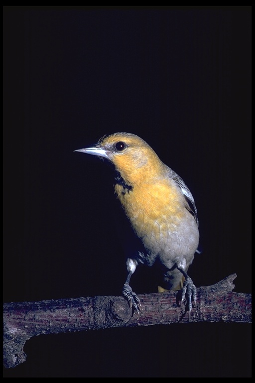 Image de Oriole de Bullock