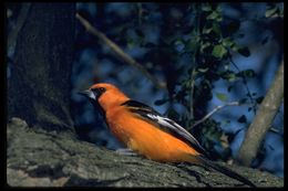 Image of Altamira Oriole