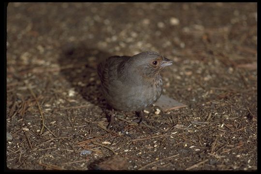 Image of California Towhee