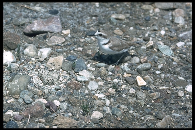 Слика од Charadrius nivosus (Cassin 1858)