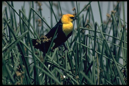 Image of Yellow-headed Blackbird