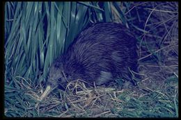 Image of Southern Brown Kiwi