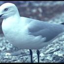 Image of Black-billed Gull