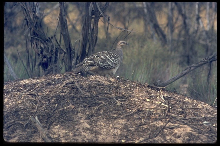 Image of Malleefowl