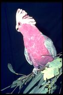 Image of Galah