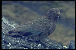 Image of Kea