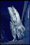 Image of Tawny Frogmouth