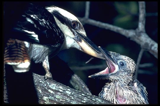 Image of Kookaburra