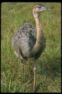 Image of Greater rhea