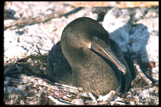 Image of Flightless Cormorant