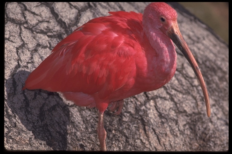 Image of Scarlet Ibis