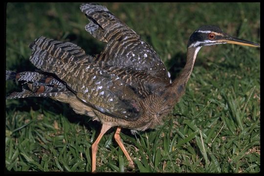 Image of Sunbittern