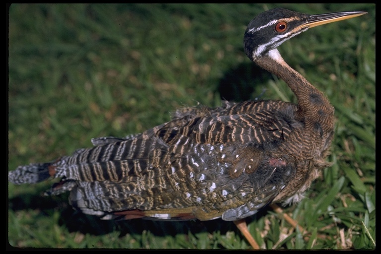 Image of Sunbittern