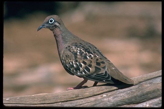 Image of Galapagos Dove